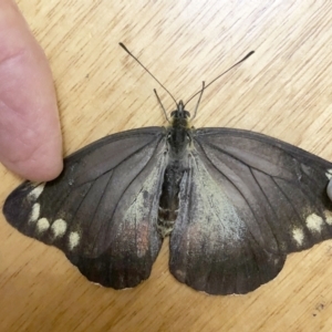 Delias harpalyce at Hughes, ACT - 6 Mar 2022 05:35 PM