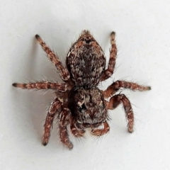 Servaea sp. (genus) (Unidentified Servaea jumping spider) at Crooked Corner, NSW - 4 Mar 2022 by Milly