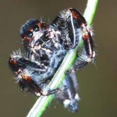 Sandalodes superbus (Ludicra Jumping Spider) at Molonglo Valley, ACT - 4 Mar 2022 by Harrisi