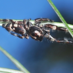 Sandalodes superbus at Molonglo Valley, ACT - 4 Mar 2022