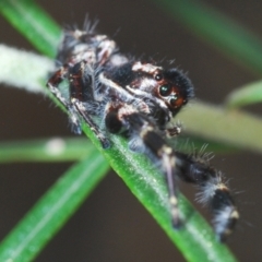 Sandalodes superbus at Molonglo Valley, ACT - 4 Mar 2022