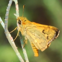 Ocybadistes walkeri (Green Grass-dart) at Acton, ACT - 4 Mar 2022 by Harrisi