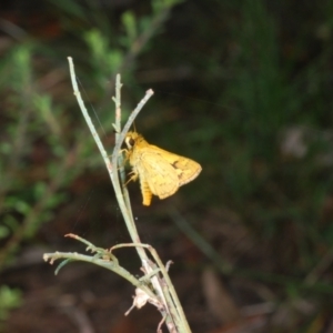 Ocybadistes walkeri at Acton, ACT - 4 Mar 2022 03:09 PM