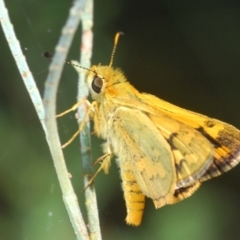 Ocybadistes walkeri at Acton, ACT - 4 Mar 2022 03:09 PM