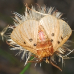 Anthela ocellata at Molonglo Valley, ACT - 4 Mar 2022