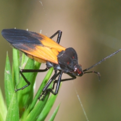 Oncopeltus (Oncopeltus) sordidus (Milk vine bug) at Acton, ACT - 4 Mar 2022 by Harrisi