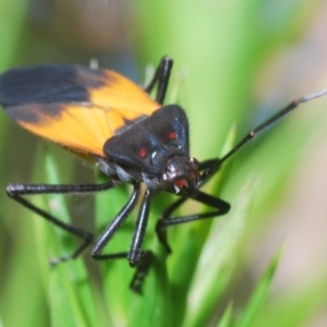 Oncopeltus (Oncopeltus) sordidus at Acton, ACT - 4 Mar 2022 03:11 PM