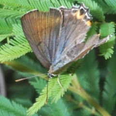 Jalmenus ictinus (Stencilled Hairstreak) at Woodstock Nature Reserve - 28 Feb 2022 by Harrisi