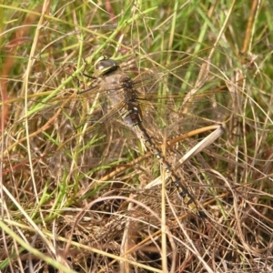 Anax papuensis at Kambah, ACT - 6 Mar 2022