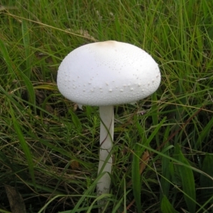 Macrolepiota dolichaula at Kambah, ACT - 6 Mar 2022 10:35 AM