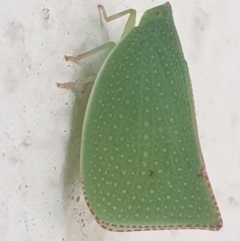 Siphanta acuta (Green planthopper, Torpedo bug) at Turner, ACT - 7 Mar 2022 by LD12