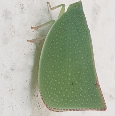 Siphanta acuta (Green planthopper, Torpedo bug) at Turner, ACT - 6 Mar 2022 by LD12