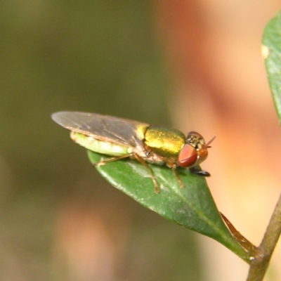 Odontomyia decipiens (Green Soldier Fly) at Kambah, ACT - 5 Mar 2022 by MatthewFrawley