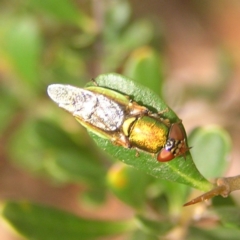 Odontomyia decipiens at Kambah, ACT - 6 Mar 2022 10:50 AM