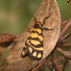 Asura lydia (Lydia Lichen Moth) at Kambah, ACT - 5 Mar 2022 by MatthewFrawley