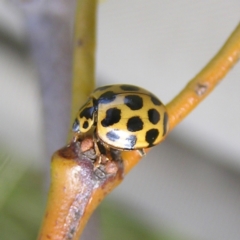 Harmonia conformis (Common Spotted Ladybird) at Fisher, ACT - 6 Mar 2022 by MatthewFrawley