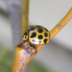 Harmonia conformis at Fisher, ACT - 6 Mar 2022 10:58 AM