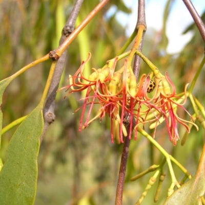 Amyema miquelii (Box Mistletoe) at Fisher, ACT - 5 Mar 2022 by MatthewFrawley