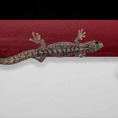 Christinus marmoratus (Southern Marbled Gecko) at Holt, ACT - 6 Mar 2022 by Margo