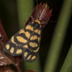 Asura lydia (Lydia Lichen Moth) at Higgins, ACT - 4 Mar 2022 by AlisonMilton