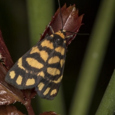 Asura lydia (Lydia Lichen Moth) at Higgins, ACT - 4 Mar 2022 by AlisonMilton