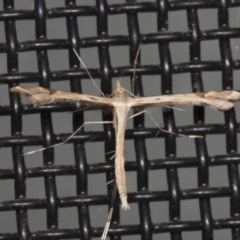 Sinpunctiptilia emissalis (Speedwell Pterror) at Higgins, ACT - 10 Feb 2022 by AlisonMilton