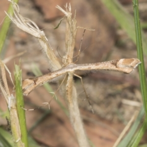 Sinpunctiptilia emissalis at Higgins, ACT - 21 Jan 2022