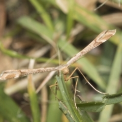 Sinpunctiptilia emissalis at Higgins, ACT - 21 Jan 2022