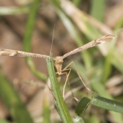 Sinpunctiptilia emissalis at Higgins, ACT - 21 Jan 2022