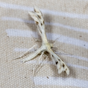 Wheeleria spilodactylus at Higgins, ACT - 18 Jan 2022