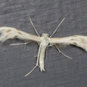 Wheeleria spilodactylus at Higgins, ACT - 1 Feb 2022 08:11 AM