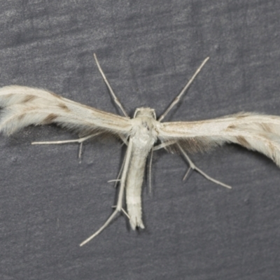 Wheeleria spilodactylus (Horehound plume moth) at Higgins, ACT - 1 Feb 2022 by AlisonMilton