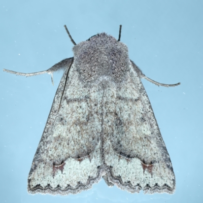 Pantydia sparsa (Noctuid Moth) at Ainslie, ACT - 1 Mar 2022 by jb2602