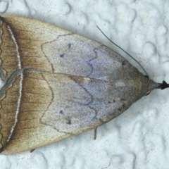 Simplicia armatalis (Crescent Moth) at Ainslie, ACT - 1 Mar 2022 by jb2602