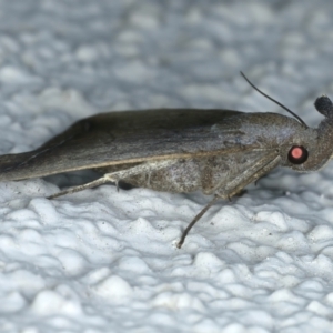 Simplicia armatalis at Ainslie, ACT - 1 Mar 2022