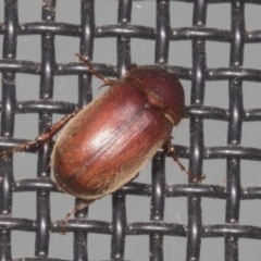 Heteronyx sp. (genus) (Scarab beetle) at Higgins, ACT - 4 Mar 2022 by AlisonMilton