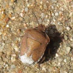Dictyotus caenosus (Brown Shield Bug) at Campbell Park Woodland - 3 Mar 2022 by Christine