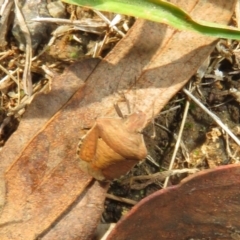 Dictyotus caenosus at Pialligo, ACT - 3 Mar 2022 03:13 PM