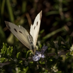 Pieris rapae at Holt, ACT - 7 Mar 2022