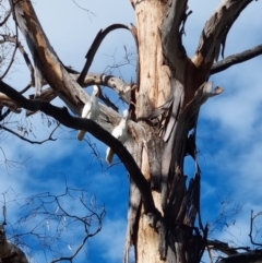 Cacatua sanguinea (Little Corella) at Richardson, ACT - 7 Mar 2022 by pixelnips