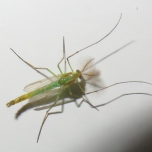 Chironomidae (family) at Fyshwick, ACT - 3 Mar 2022