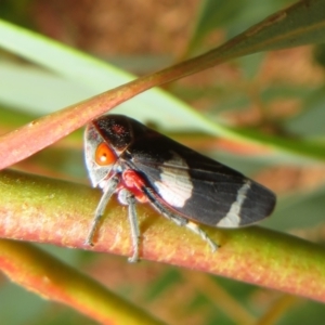 Eurymeloides pulchra at Flynn, ACT - 1 Mar 2022 02:15 PM