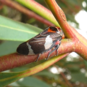 Eurymeloides pulchra at Flynn, ACT - 1 Mar 2022 02:15 PM