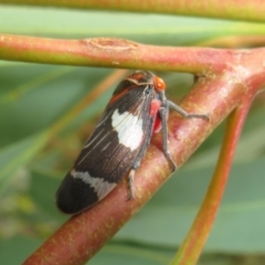 Eurymeloides pulchra at Flynn, ACT - 1 Mar 2022 02:15 PM