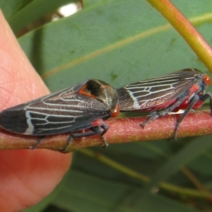 Eurymeloides lineata at Flynn, ACT - 1 Mar 2022