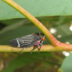 Eurymeloides lineata at Flynn, ACT - 1 Mar 2022