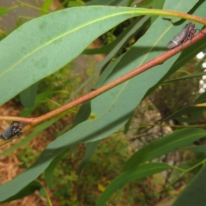 Eurymeloides lineata at Flynn, ACT - 1 Mar 2022