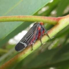 Eurymeloides lineata at Flynn, ACT - 1 Mar 2022