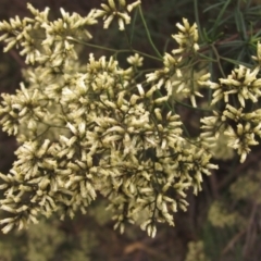 Cassinia quinquefaria (Rosemary Cassinia) at Lake Ginninderra - 6 Mar 2022 by pinnaCLE