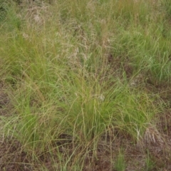 Eragrostis curvula (African Lovegrass) at Lake Ginninderra - 6 Mar 2022 by pinnaCLE